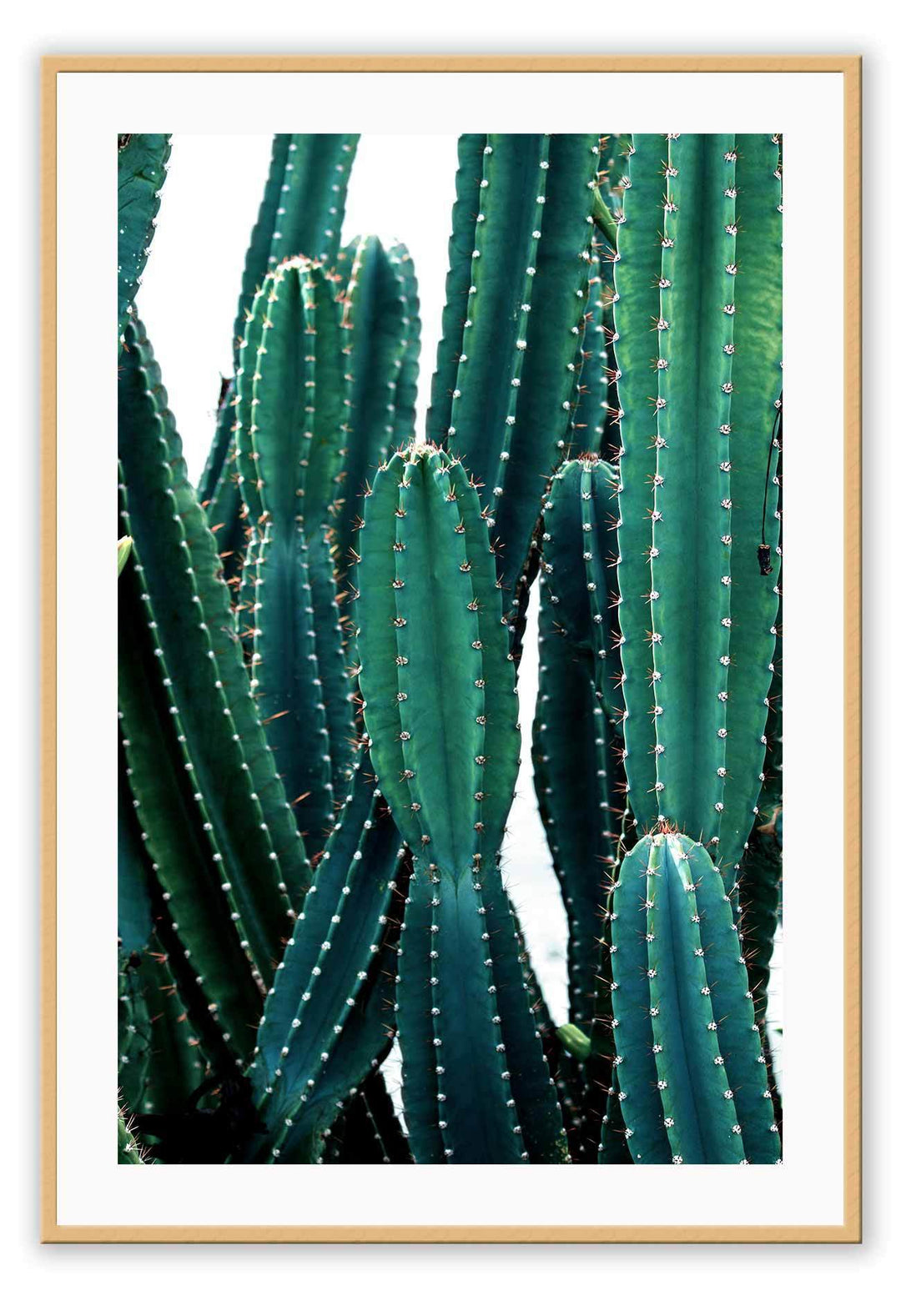 Canvas Print Small		50x70cm / Oak Cactus fluro Cactus fluro Framed Print Brand