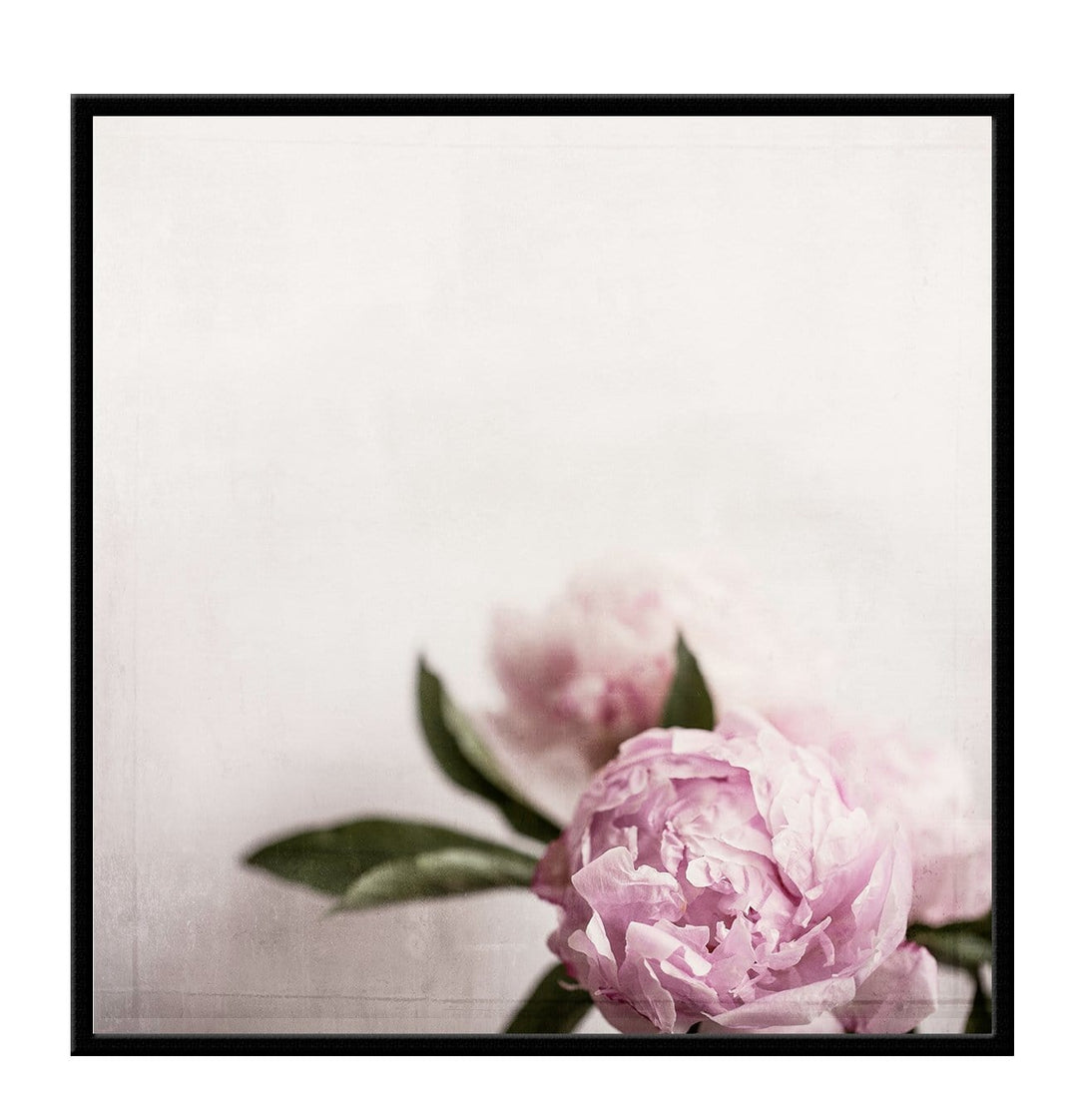Canvas Print Small		50x50cm / Black Canvas Rose Canvas Rose Wall Art : Ready to hang framed artwork. Brand