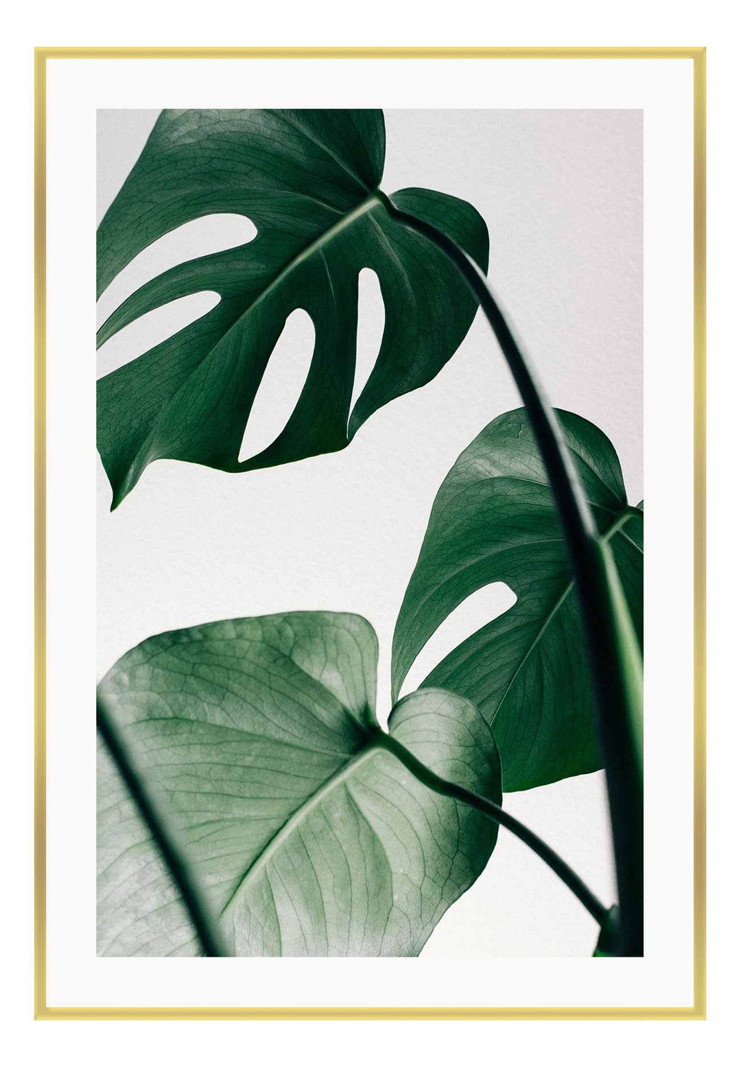 Canvas Print Small		50x70cm / Gold Monstera Leaf Monstera Leaf Framed Print Brand
