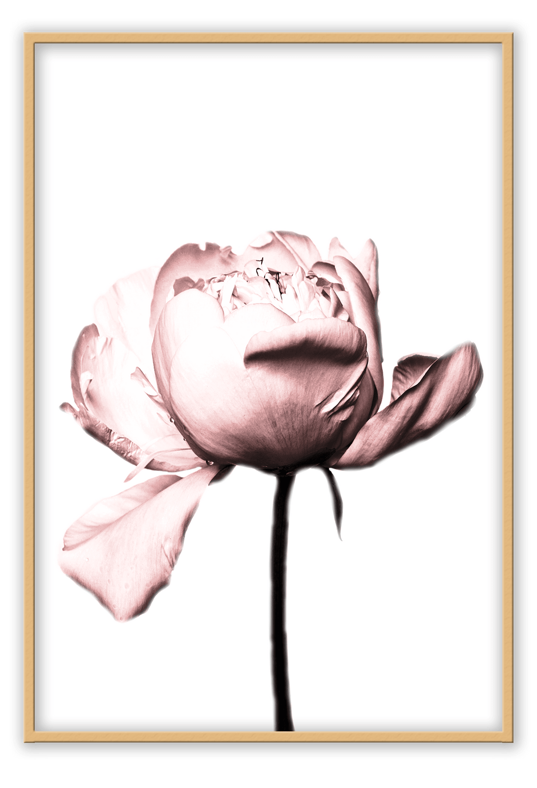Canvas Print 50x70cm / Natural Rosa Rose Rosa Rose Framed Prints Brand