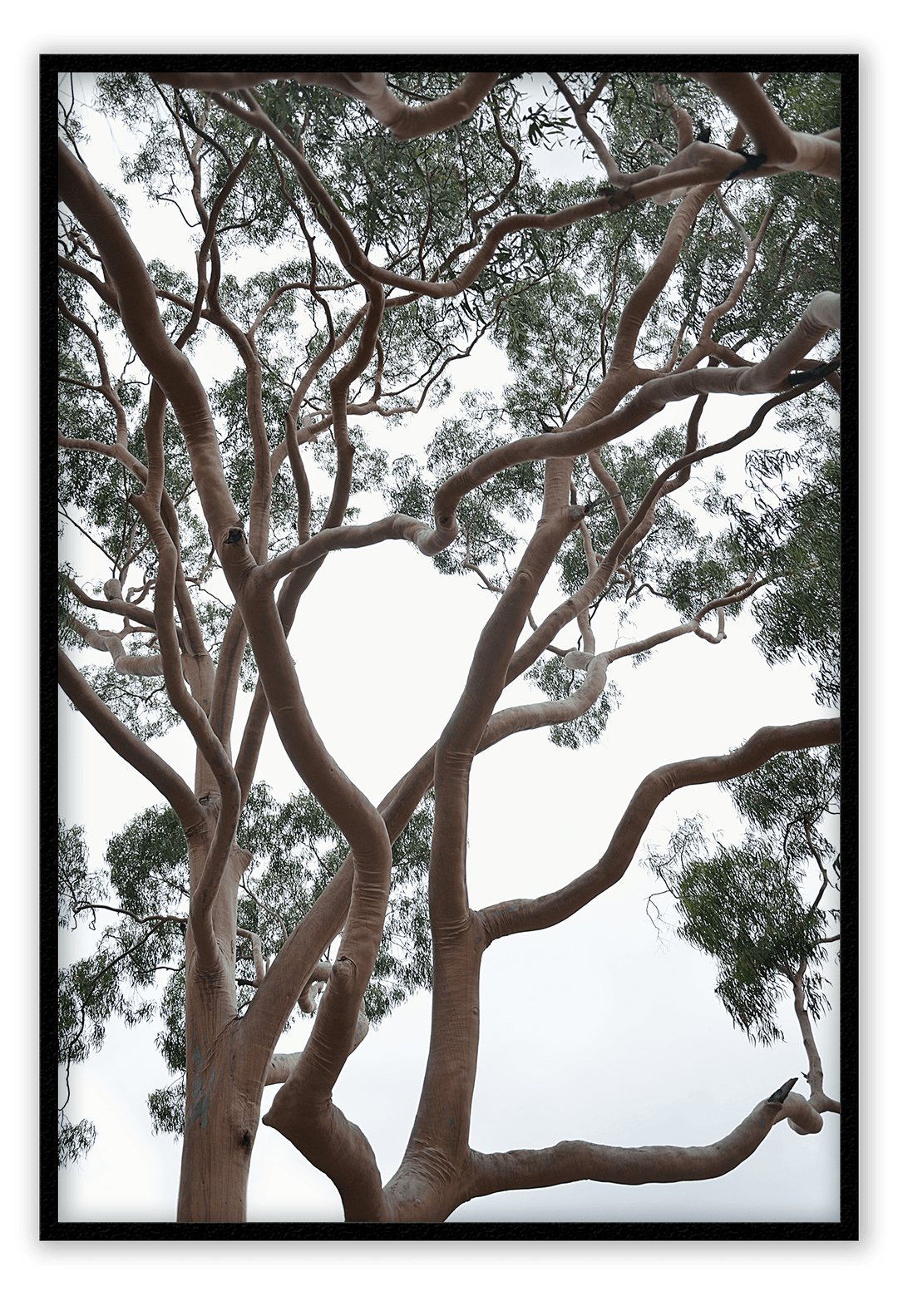 Canvas Print 50x70cm / Black Tubos Brand