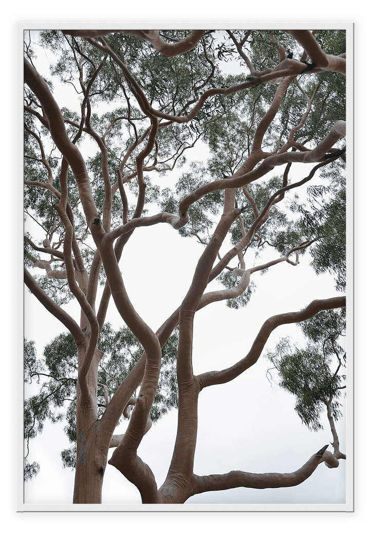 Canvas Print 50x70cm / White Tubos Brand