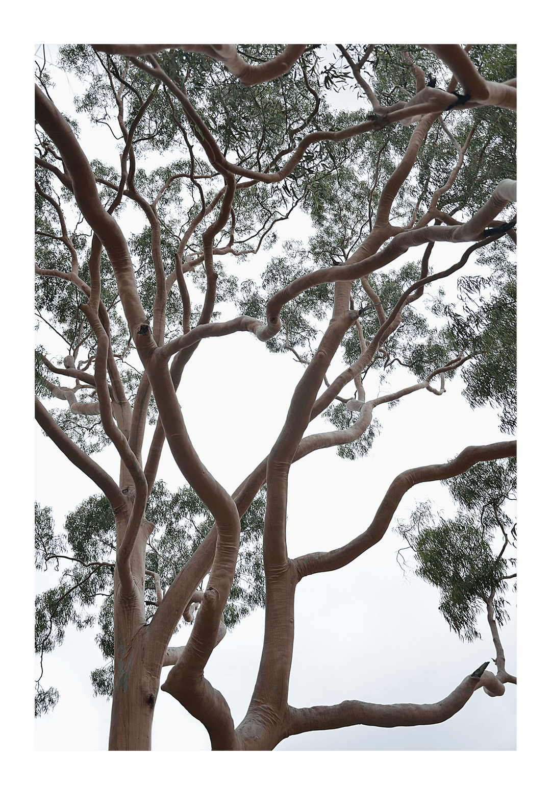 Canvas Print 60x90cm / Unframed Tubos Brand