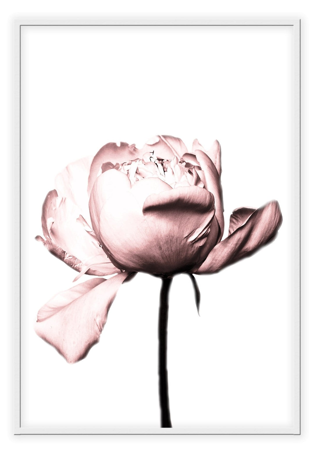 Canvas Print Small		50x70cm / White Vintage rose Vintage rose framed print Brand